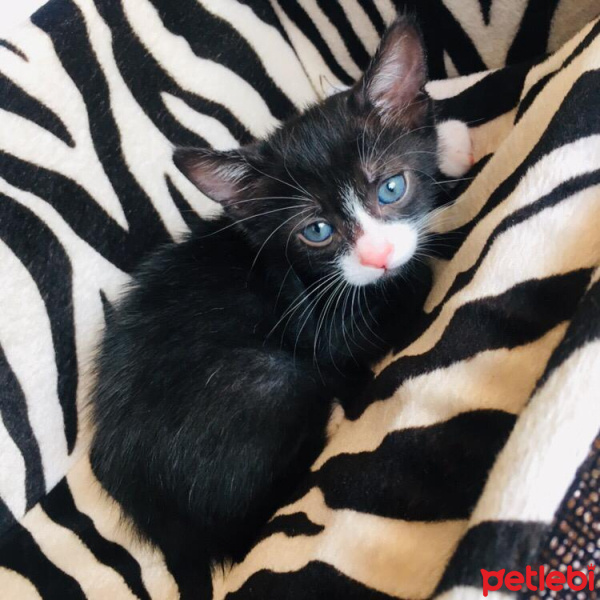 Tekir Kedi, Kedi  Gölge fotoğrafı