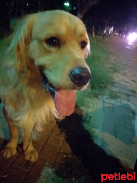 Golden Retriever, Köpek  Pablo fotoğrafı