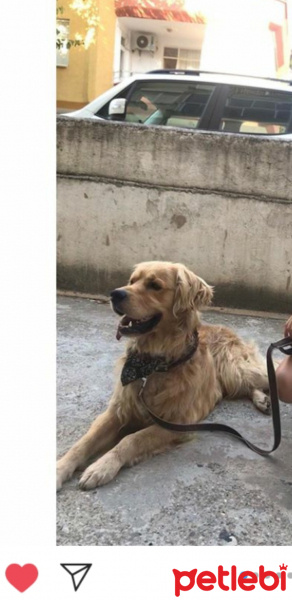 Golden Retriever, Köpek  Pablo fotoğrafı