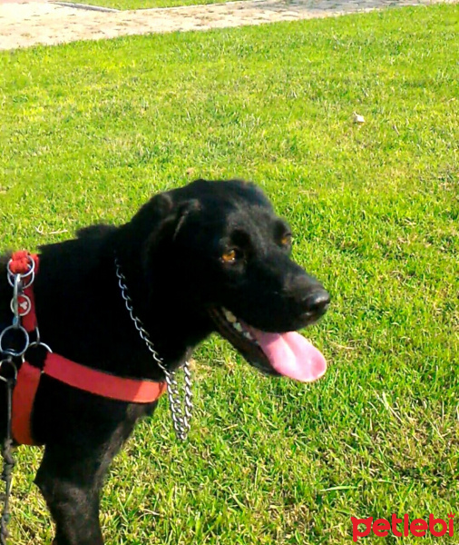 Labrador Retriever, Köpek  STAR fotoğrafı
