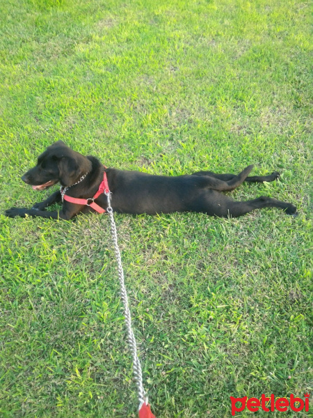 Labrador Retriever, Köpek  STAR fotoğrafı