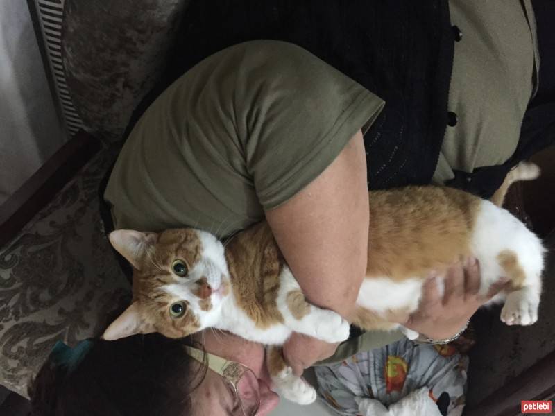 Tekir Kedi, Kedi  Susam fotoğrafı