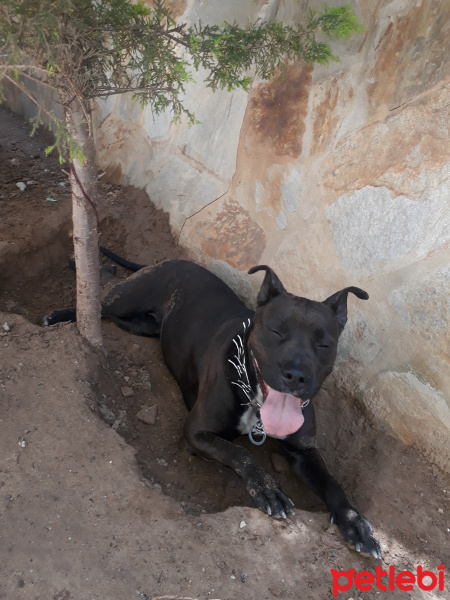 Amerikan Pitbull Terrier, Köpek  Liza fotoğrafı