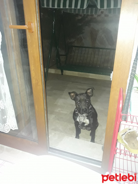 Amerikan Pitbull Terrier, Köpek  Liza fotoğrafı