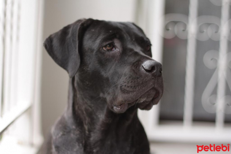 Cane Corso Italiano, Köpek  Marry fotoğrafı