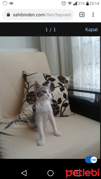 Abyssinian, Kedi  sevimli kedi fotoğrafı