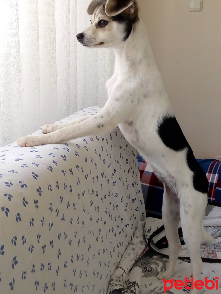 Minyatür Pinscher, Köpek  SÜRMELİ fotoğrafı