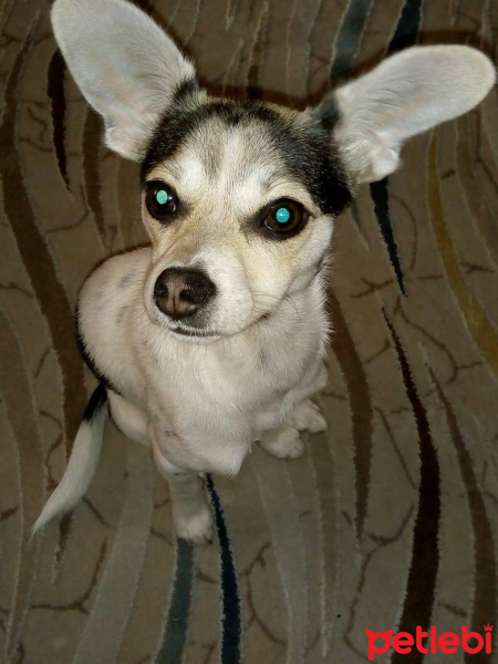 Minyatür Pinscher, Köpek  SÜRMELİ fotoğrafı
