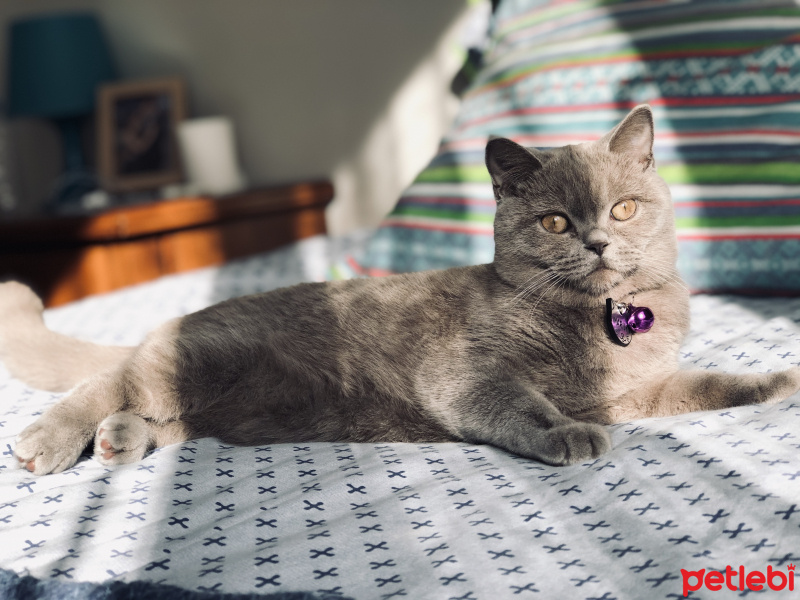 British Shorthair, Kedi  Marilyn fotoğrafı