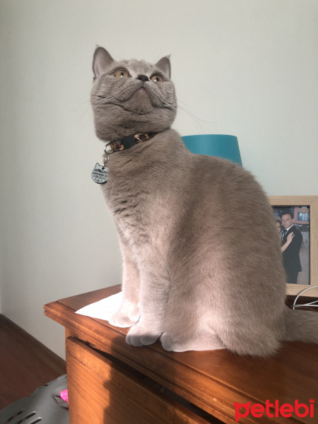 British Shorthair, Kedi  Marilyn fotoğrafı