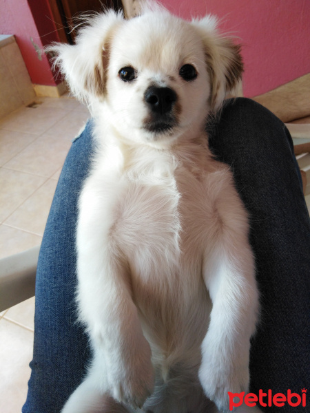 Maltese, Köpek  İrmik fotoğrafı