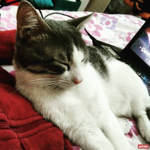 Soke, Kedi  Micho fotoğrafı