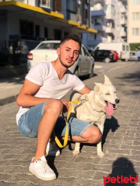 Sibirya Kurdu (Husky), Köpek  Misha fotoğrafı