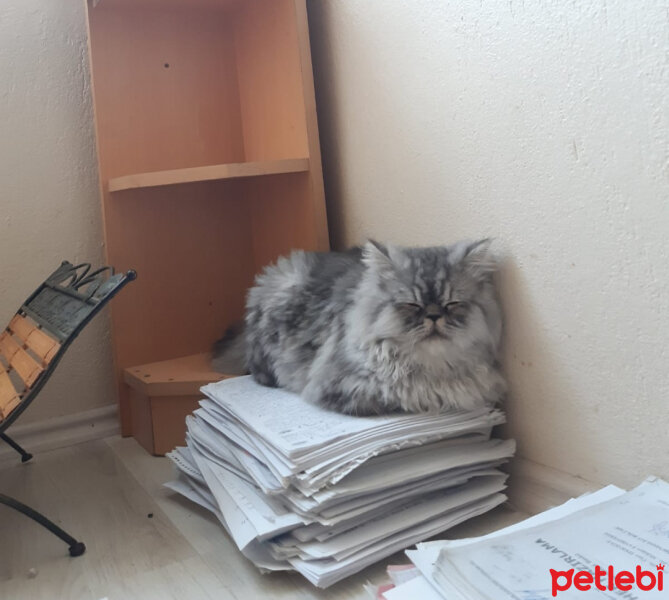 İran Kedisi (Persian), Kedi  Şıble fotoğrafı