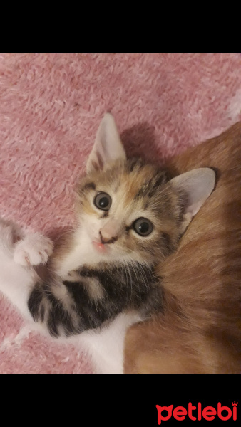 Tekir Kedi, Kedi  Misket fotoğrafı