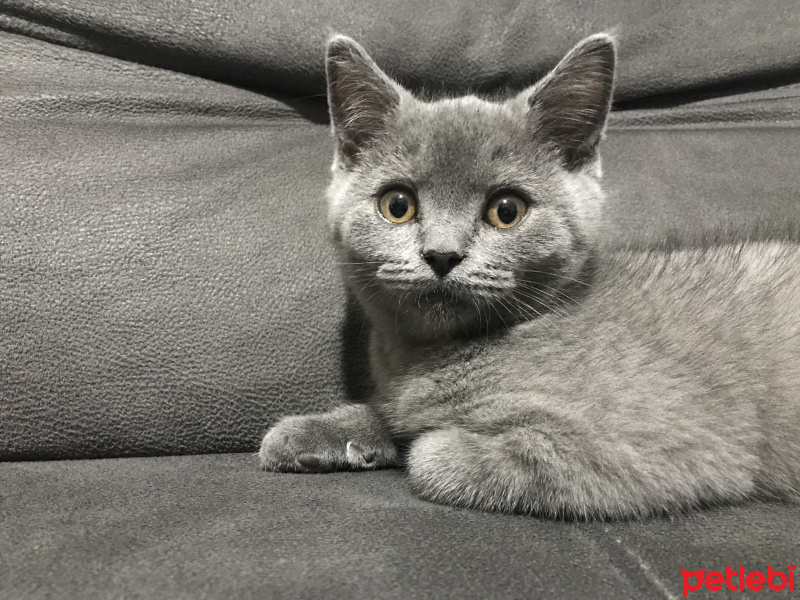 British Shorthair, Kedi  Ceku fotoğrafı