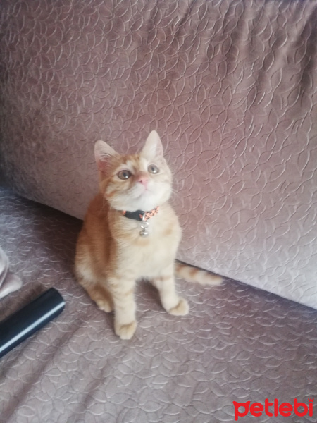 Sarman, Kedi  Mısır fotoğrafı