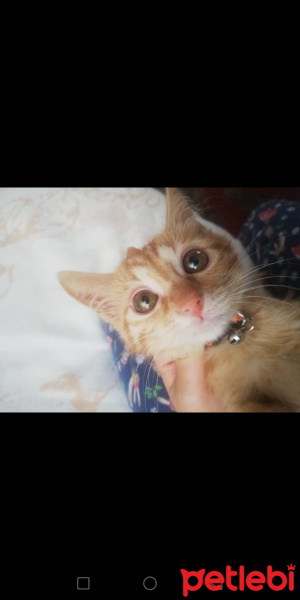 Sarman, Kedi  Mısır fotoğrafı