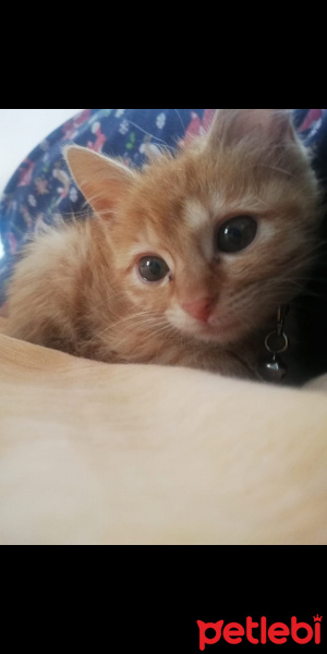Sarman, Kedi  Mısır fotoğrafı