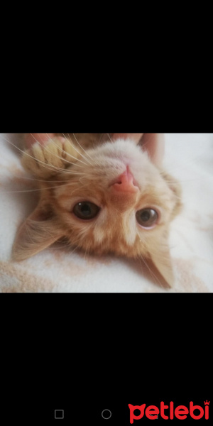 Sarman, Kedi  Mısır fotoğrafı