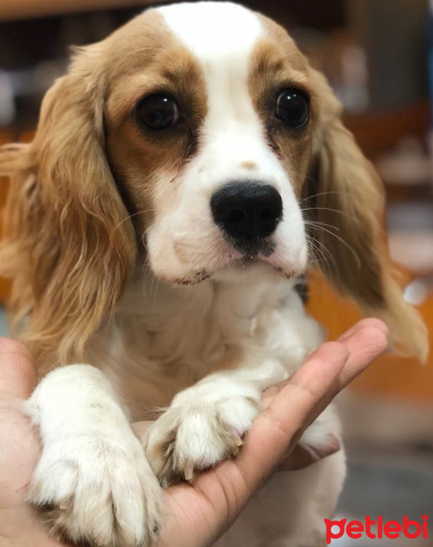 King Charles Spaniel, Köpek  TARÇIN fotoğrafı