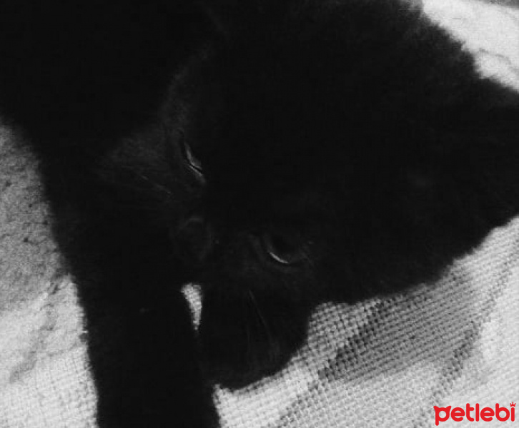Siyam Kedisi, Kedi  Suçi fotoğrafı