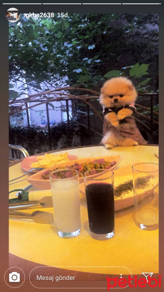 Pomeranyalı, Köpek  Pacco fotoğrafı