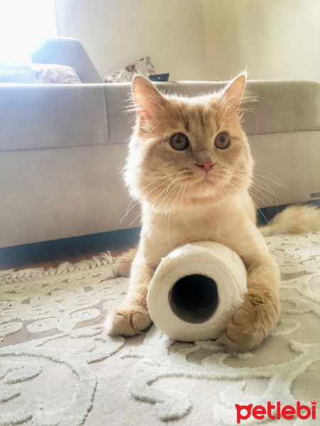 İran Kedisi (Persian), Kedi  Miyo fotoğrafı