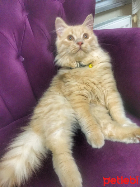 İran Kedisi (Persian), Kedi  Miyo fotoğrafı