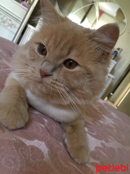 İran Kedisi (Persian), Kedi  Miyo fotoğrafı