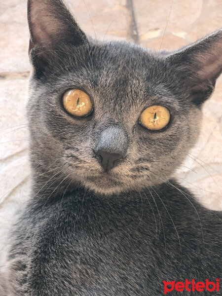 British Shorthair, Kedi  R fotoğrafı