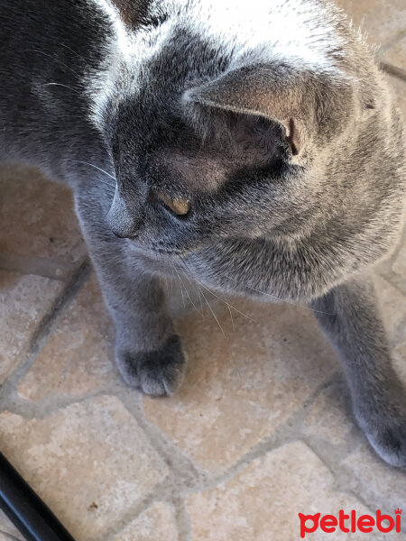 British Shorthair, Kedi  R fotoğrafı