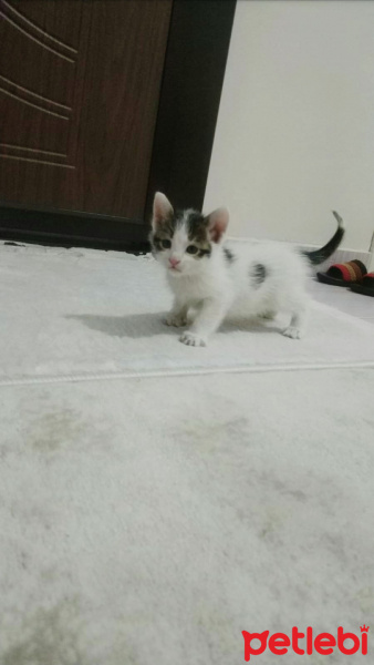 Tekir Kedi, Kedi  ipek fotoğrafı