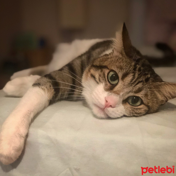Tekir Kedi, Kedi  Rasta fotoğrafı