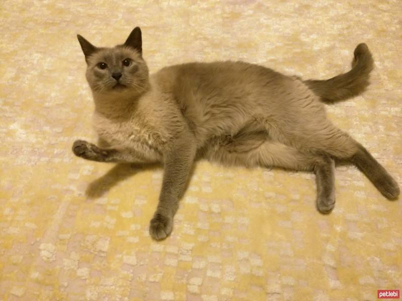 Mavi Rus, Kedi  Silver fotoğrafı