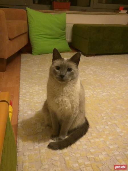 Mavi Rus, Kedi  Silver fotoğrafı