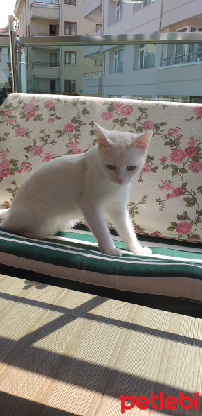 Ankara Kedisi, Kedi  Pamuk fotoğrafı