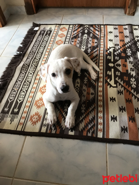 Jack Russell Terrier, Köpek  Mia fotoğrafı