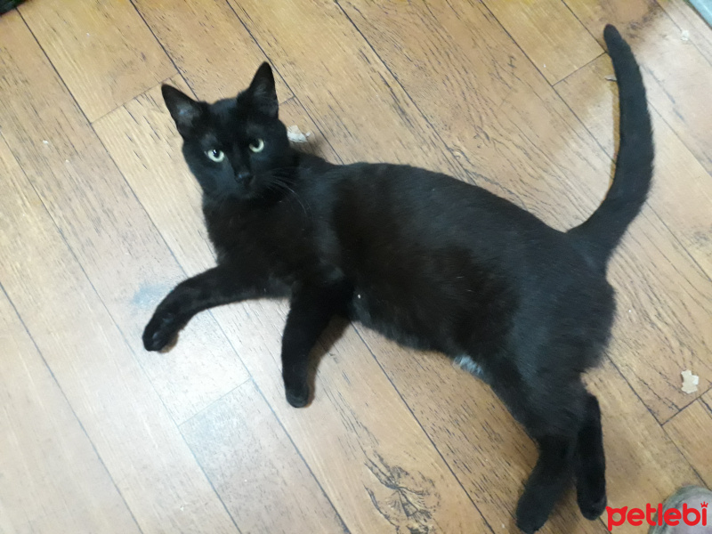 Tekir Kedi, Kedi  Dilek fotoğrafı