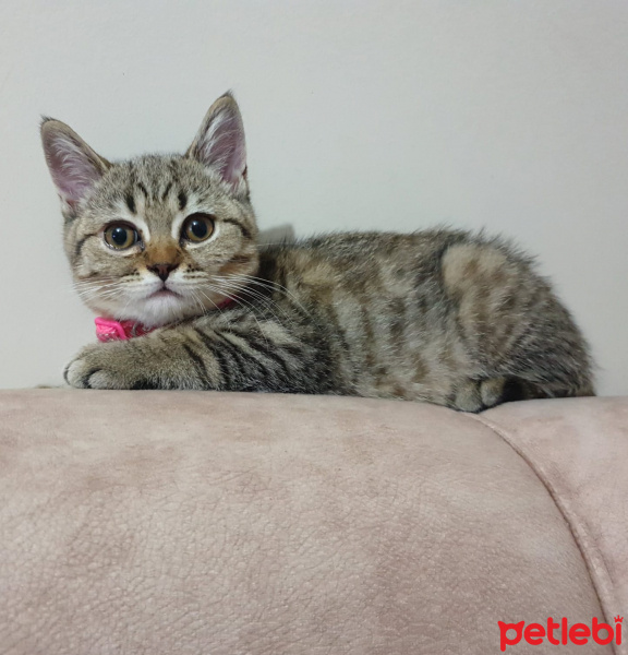 Scottish Fold, Kedi  zilloş fotoğrafı