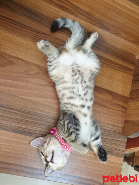 Scottish Fold, Kedi  zilloş fotoğrafı