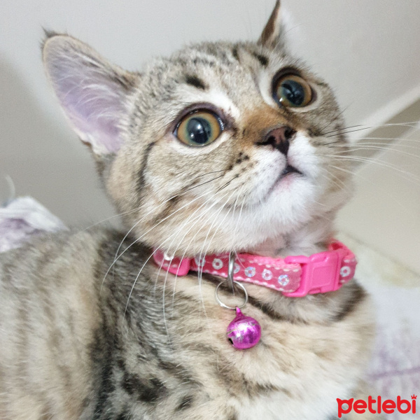 Scottish Fold, Kedi  zilloş fotoğrafı
