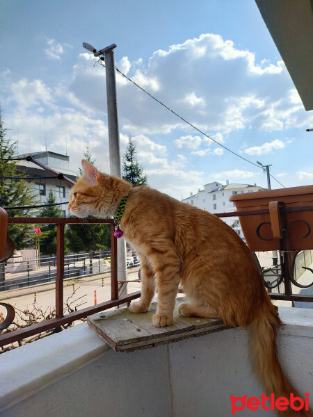 Sarman, Kedi  Murhpy fotoğrafı