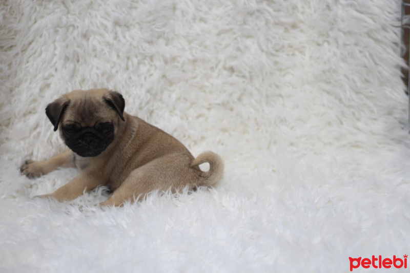 Pug, Köpek  Gora fotoğrafı