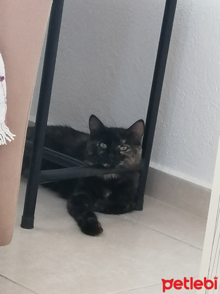 Tekir Kedi, Kedi  Lua fotoğrafı