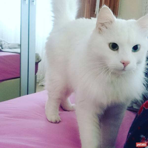 Van Kedisi, Kedi  Bıdık fotoğrafı