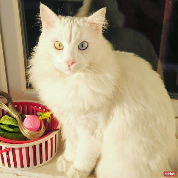 Van Kedisi, Kedi  Bıdık fotoğrafı