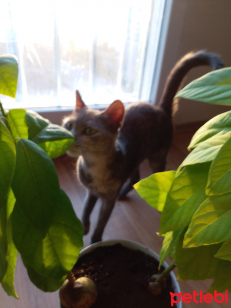 Tekir Kedi, Kedi  Marika fotoğrafı