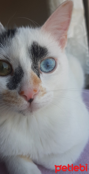 Ankara Kedisi, Kedi  Mia fotoğrafı