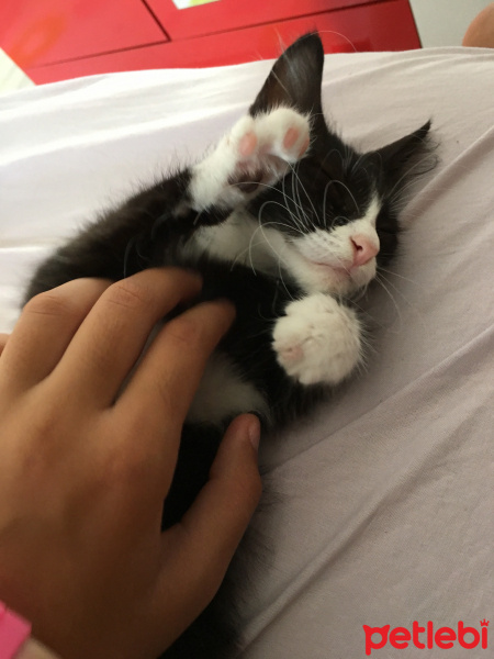 Tuxedo (Smokin) Kedi, Kedi  Mia fotoğrafı